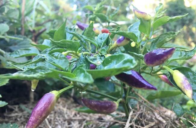 Purple chillies